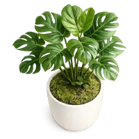 Plantas